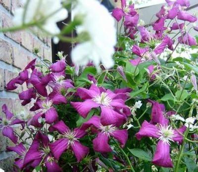 clematis__viticella__mme__j__correvan__leveres_med_potte__mp-34_