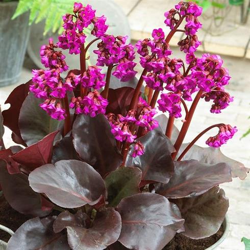 kæmpestenbræk__bergenia_cordifolia_eroica