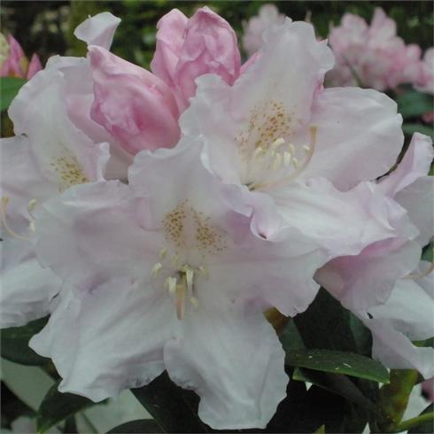 rhododendron__rosafarvet__3040_cm_med_potte_eller_klump__yakushimanum_hoppy__