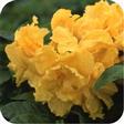 Azalea Hæk planter