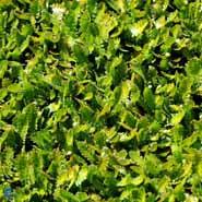 trædebregne__leptinella_dioica_minima_
