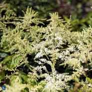 astilbe__hvide_blomster__arendsii_brautschleier_
