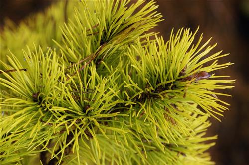 klitfyr__pinus_contorta_latifolia_