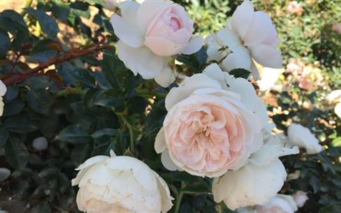 genforeningsrosen_1920-2020__lyserøde_roser__bunddække-_og_lave_roser_