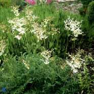 mjødurt__filipendula__vulgaris__plena_