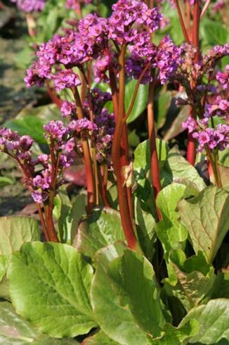 kæmpestenbræk__bergenia_purpurascens