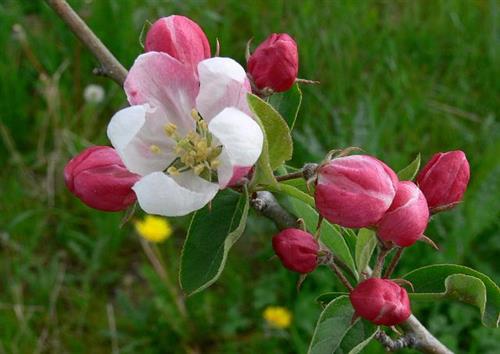 paradisæble__pomzai__3050_cm_med_potte_eller_klump__malus_
