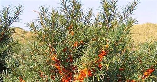 sandtorn__hunplante__havtorn__hippophae_rhamnoides__hilmar_-_hippla_-_hulda_-_hergo_-_leikora_-_pollmix_