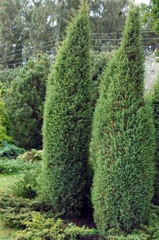 cupressus__semp__totem_