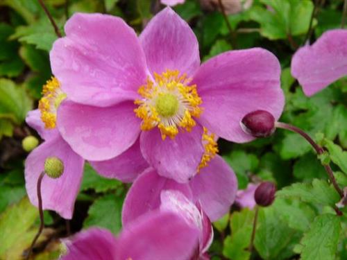 anemone__hybrida__hadspen__abundance_