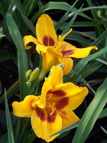 daglilje__hemerocallis_bonanza