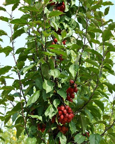 paradisæble__red_obelisk__lyserøde_blomster_med_en_mørkere_pink_kant__dybrøde_frugter__red_obelisk_malus__