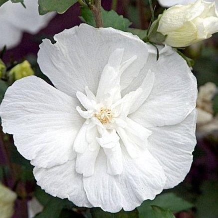 syrisk_rose__white_chiffon__hvid__hibiscus_syriacus__haveplanter_