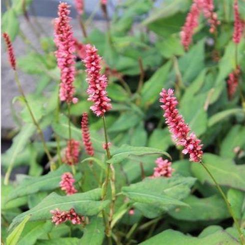 kerte-pileurt__persicaria_amplexicaulis_red_baron