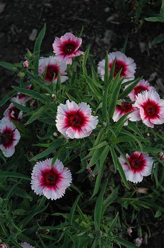 nellike__dianthus_diana