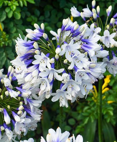 skærmlilje__agapanthus_twister