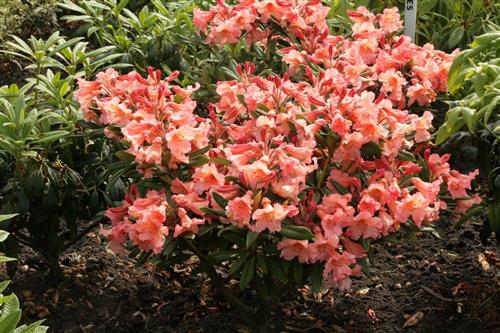 rhododendron__tortoiseshell_orange__laksefarvet__