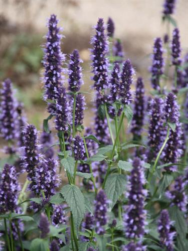 mynte_anisisop_indianermynte__agastache__black_adder_