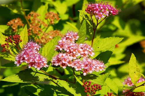 spiræa__goldmound__dybrosa__1530_cm__leveres_barrodet__spiraea_japonica_