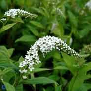 fredløs__hvide_blomster__lysimachia__clethroides_