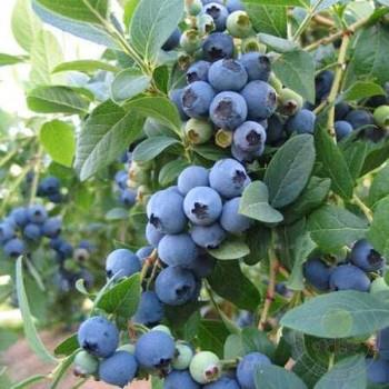 blåbær__sierra__leveres_i_potte__frugtbusk__mellemstore_blåsorte_bær_med_mørkt_kød__modnes_når_de_er_7-8_måneder__mp-34__vaccinium_corymbosum__