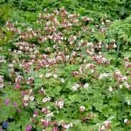 storrodet_storkenæb__små_hvide_blomster__geranium__macrorrhizum__spessart_