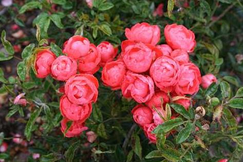 orange_morsdag__orange__bunddække-_og_lave_roser__