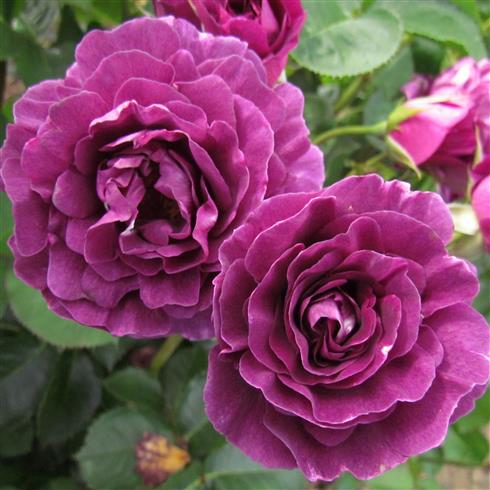 minerva__violet__buketroser__
