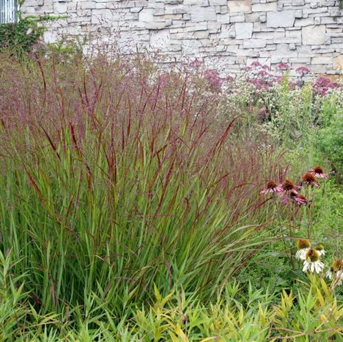 staudehirse__rehbraun__panicum_virgatum_