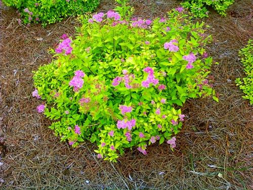 spiræa__goldmound__dybrosa__1530_cm__leveres_barrodet__spiraea_japonica_