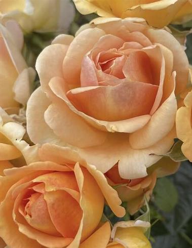ulf_pilgaard__orange__buketroser__
