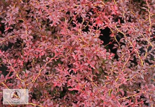 tamarisk__tamarix_ramosissima_pentandra__