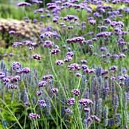 verbena__lys_lilla_blomster__bonariensis_