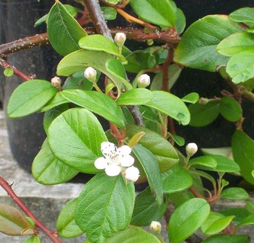 dværgmispel__lav__fiskebenet__leveres_i_p9_potte__cotoneaster_horizontalis__