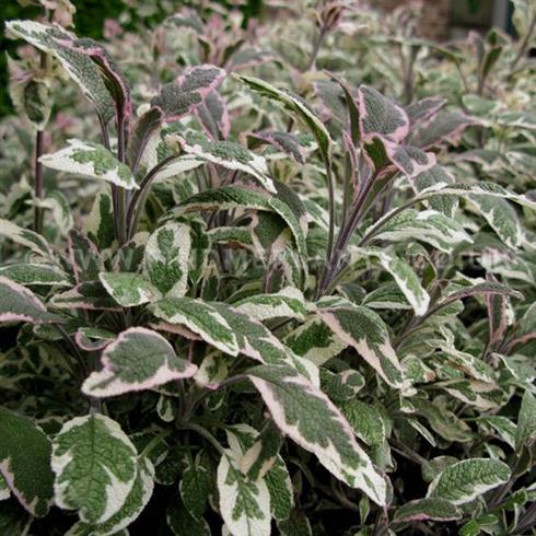 salvie__salvia_officinalis_tricolor