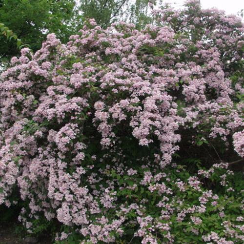 dronningebusk__rød__kolkwitzia_amabilis_kellokas__læhegn_haveplanter_hæk