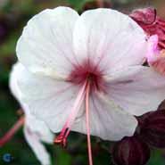 storrodet_storkenæb__små_hvide_blomster__geranium__macrorrhizum__spessart_
