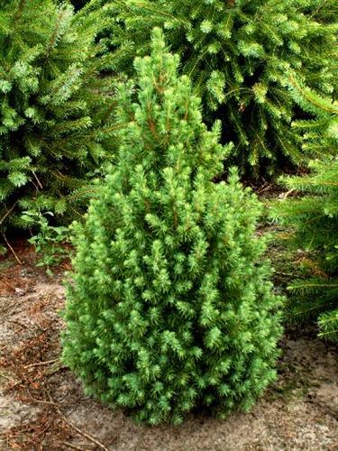 sukkertop__glauca_conica__picea_abies__