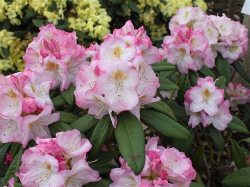 rhododendron__lysrosa__4050_cm_med_potte_eller_klump__hybrid_brigitte__