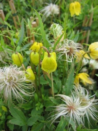 clematis__orientalis__orange_peel__solgule_klokker__leveres_med_potte__småblomstrende__mp-34_