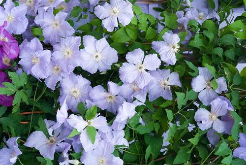 clematis__viticella__blue_angel__lyseblå__leveres_med_potte__storblomstrende__mp-34_