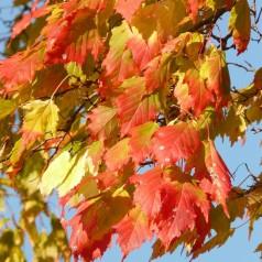 spidsløn__acer_platanoides_