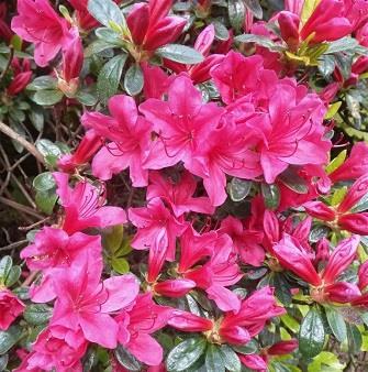 azalea__robinrosa__leveres_i_p9_potte__kermesina_