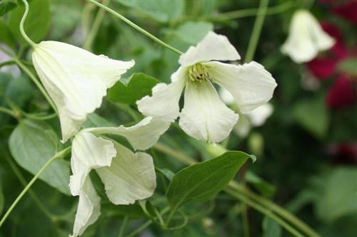 clematis__viticella__hägelby__leveres_med_potte__mp-34_