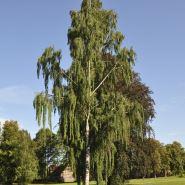 birk__sørgebirk__betula_pendula_tristis__haveplanter_allétræer_