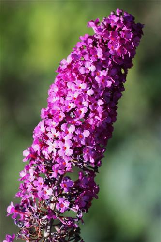 sommerfuglebusk__cardinal__2050_cm_med_p9_potte__buddleja_