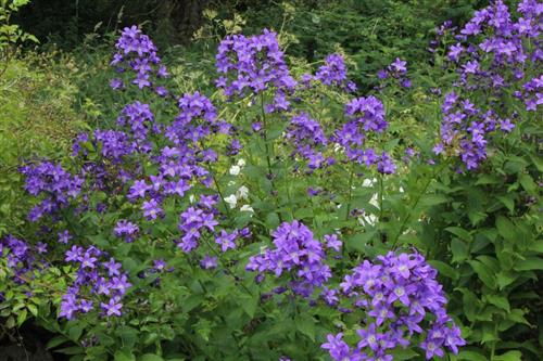 mælkeklokke__blå_blomster__campanula__lactiflora_prichards_variety_