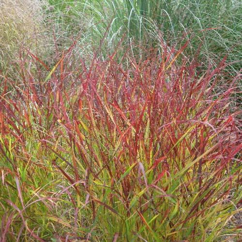 staudehirse__rehbraun__panicum_virgatum_
