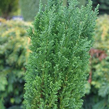 cypress__ellwoodii__gold__chamaecyparis_lawsoniana_ellwoodii_gold__