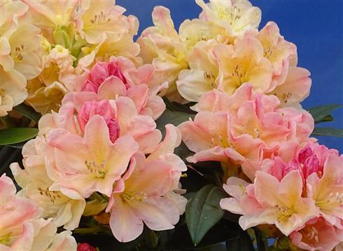 rhododendron__lyserød-creme__leveres_i_p13_potte__percy_wiseman_